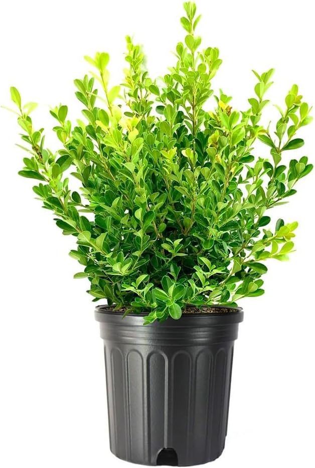 Japanese Boxwood | 2 Extra Large 3 Gallon Plants | Buxus Microphylla | Evergreen Shrub, Low Maintenance, Ideal for Hedges, Dense Foliage, Perfect for Borders, Hardy Versatile Landscaping