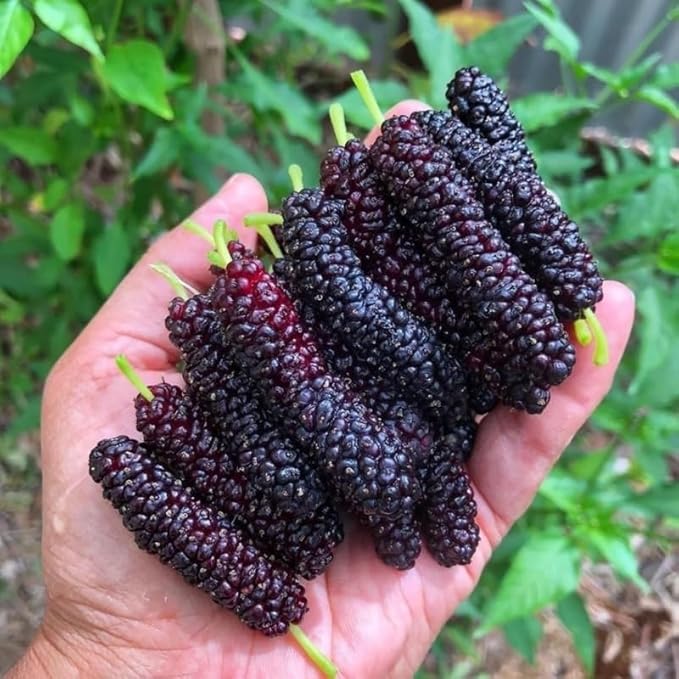 Mulberry Tree Live Plant, 5 to 8 Inch Tall, Sweet Mulberry Plant Live Seedling, No Pot, Edible Mulberries Fruit Tree Plant (Pakistan Mulberry)