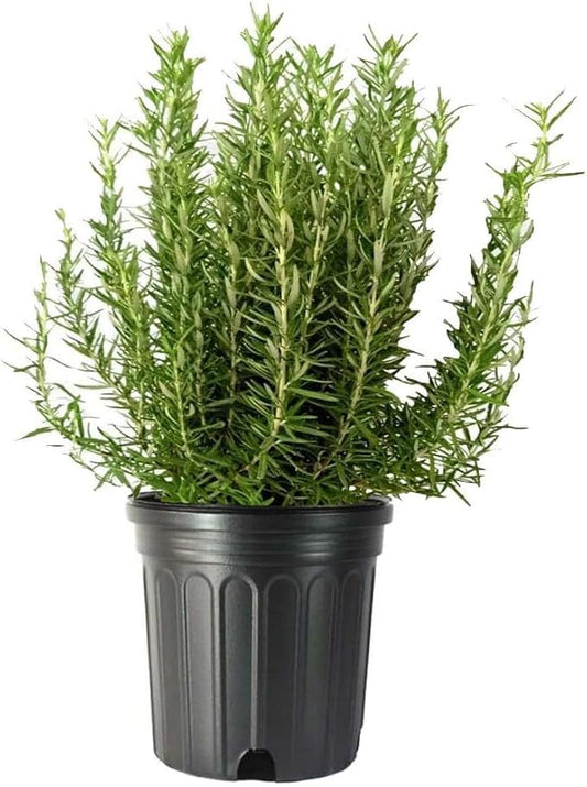 American Plant Exchange Live Tuscan Blue Rosemary Plant with Fragrant Blue and Violet Flowers, Edible Herb Plant, Plant Pot for Home and Garden Decor, 10" Pot, 1 Count