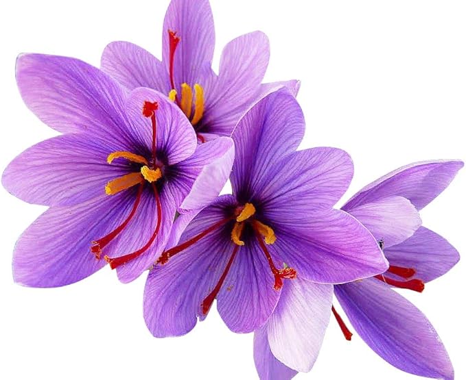 20 Large Saffron Crocus Sativus Corms for Planting - Premium Saffron Crocus Bulbs with Instructions Included - Grow Your Own Saffron Plant with Saffron Corms - Crocus Sativus Bulbs