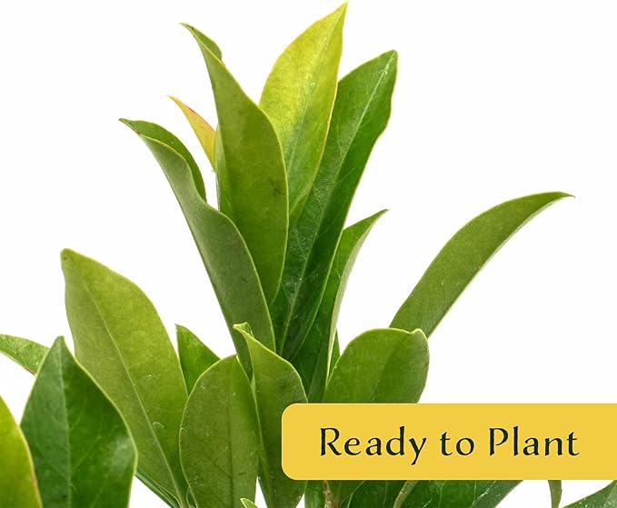 6 Dwarf Carolina Cherry Laurel in 3.5” Nursery Cubes (Prunus caroliniana ‘Compacta’) | Evergreen Shrub for Privacy Hedges, Screens, and Ornamental Landscaping | Ready-to-Plant Live Starter Plants