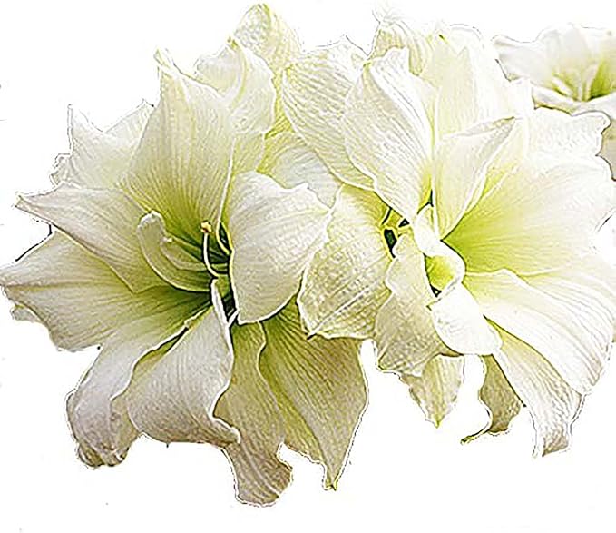 Alfresco Amaryllis Bulb - 26-28 cm Bare Root - Stunning Pure White Blooms with Very Large Flowers - Perfect for Indoor & Outdoor Décor - Easy-to-Grow Amaryllis for Gardens & Pots