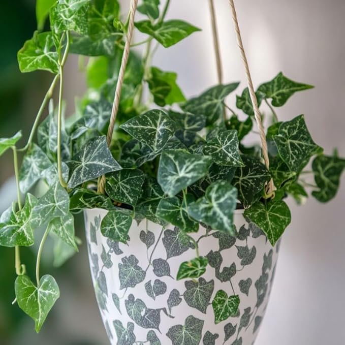 English Ivy Live Plants in 4'' Pot, Hardy Ivy Vine Plant for Trellis, Ground Cover, Live Indoor Houseplants