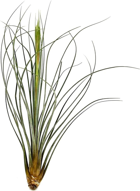 ragnaroc Air Plants - Tillandsia Juncea, Jumbo 8-12" - 1ct - Live Arrival Guaranteed - House Plants for Home Decor & Gift
