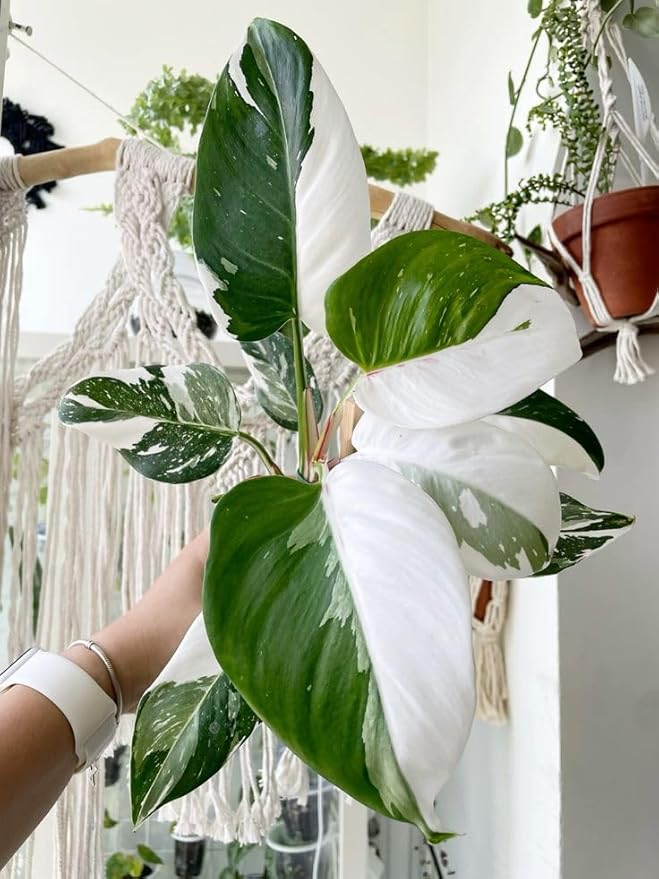 White Variegated Philodendron Live Plants, Unique Foliage Philodendron Plants, Rare Tropical Houseplant, No Pot, 4-8'' Tall