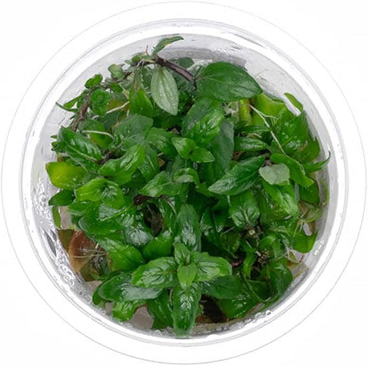 SubstrateSource Live Plant - Staurogyne Repens Tissue Culture Aquatic Live Aquarium Plant - 100% Snail Free in Vitro Cup (Staurogyne Repens)