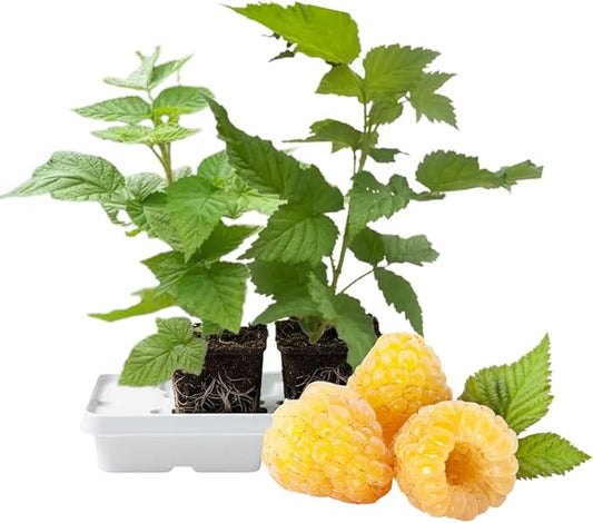Set 2 Fall Gold Raspberry Plants Live, Raspberry Trees Live Plants, Raspberry Seedlings, 5-9 Inc, Raspberry Fruits Trees