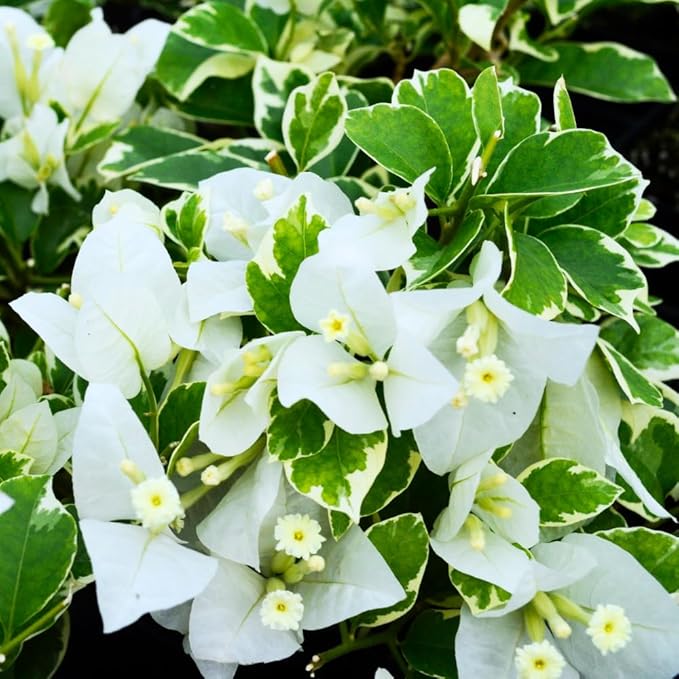 2 Bougainvillea Plants Live, Trailing Flowering Vines, 5-9” Tall, Well-Rooted Bougainvillea Trees for Outdoor Garden or Patio (Coconut Ice Bougainvillea)