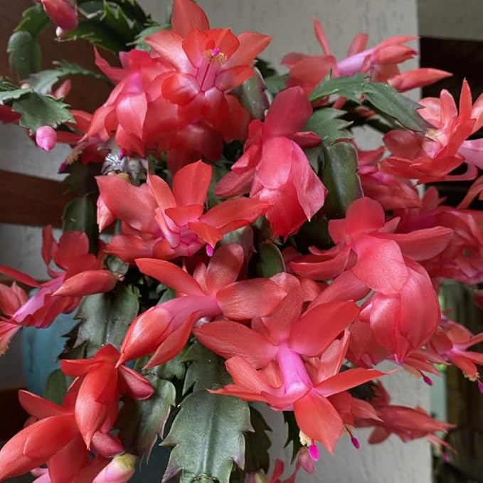 Red Christmas Cactus Plants Live, Size 3-6" Christmas Cactus Plant, Colorful Holiday Houseplant Flowering Succulent Live Plants for Planting, Well Rooted, No Pot