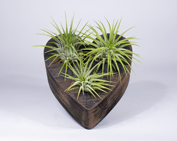 Air Plants - Tillandsia Ionantha - Organically Enhanced Color - Live Arrival Guaranteed - House Plants for Home Decor & Gift (Wicker Brown - Green)