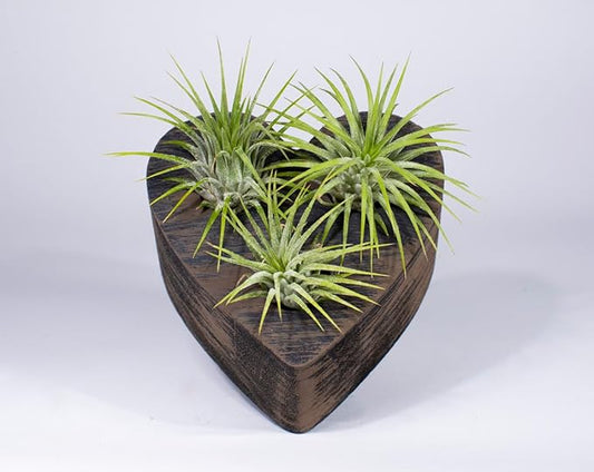 Air Plants - Tillandsia Ionantha - Organically Enhanced Color - Live Arrival Guaranteed - House Plants for Home Decor & Gift (Wicker Brown - Green)
