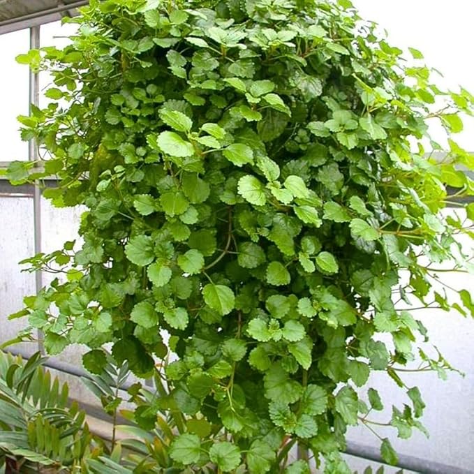 Green Swedish Ivy Live Plants in 4'' Pot, Hardy Ivy Vine Plant for Trellis, Ground Cover, Live Indoor Houseplants