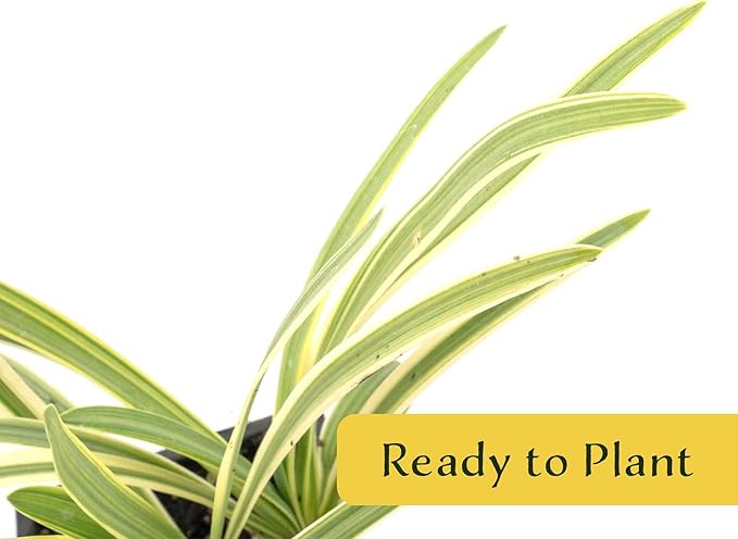 2 Pacific Grove Agapanthus in 3.5” Nursery Cubes (Agapanthus ‘Pacific Grove’) | Variegated Evergreen Perennial for Borders, Beds & Containers | Ready-to-Plant Live Starter Plants