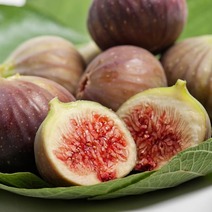 Fig Tree Celeste Live for Sale (4 Pack) | Easy to Grow Plants | Edible Fruit Plant for Sustainable Living | Grow Your own Food on Your Edible Organic Garden| Live for Planting| No Seeds