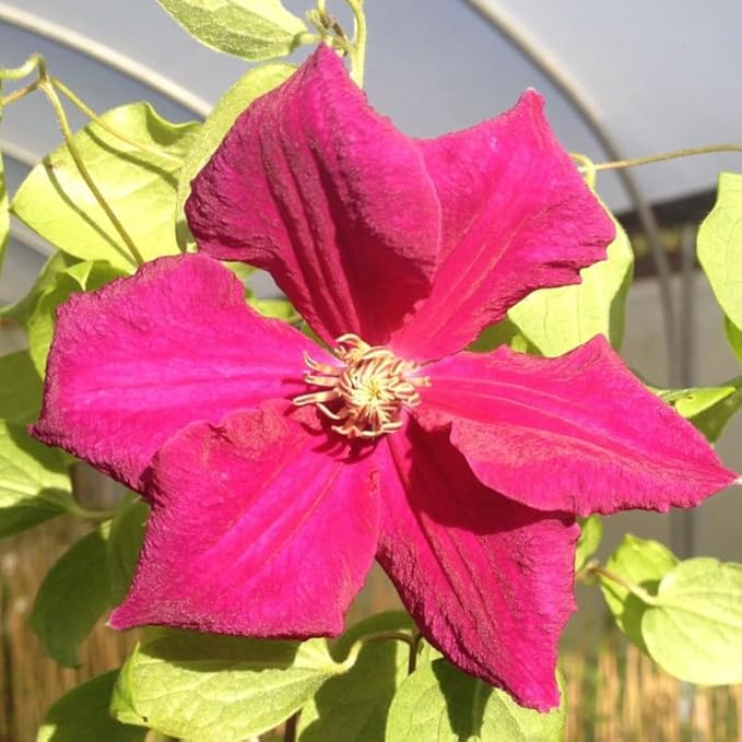 Pink Clematis Vine Plants Live in Pot, 8 Months Old Seedlings Climbing Flowering, Outdoor Trellis Fences, Cold Hardy