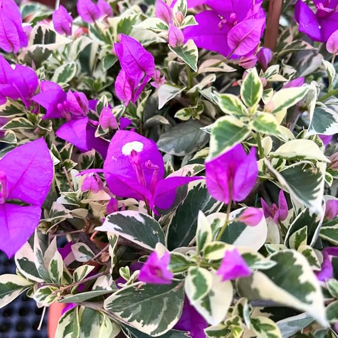2 Bougainvillea Plants Live, Trailing Flowering Vines, 5-9” Tall, Well-Rooted Bougainvillea Trees for Outdoor Garden or Patio (Blue Ice Bougainvillea)