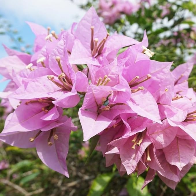 2 Bougainvillea Plants Live, Trailing Flowering Vines, 5-9” Tall, Well-Rooted Bougainvillea Trees for Outdoor Garden or Patio (Light Purple Bougainvillea)
