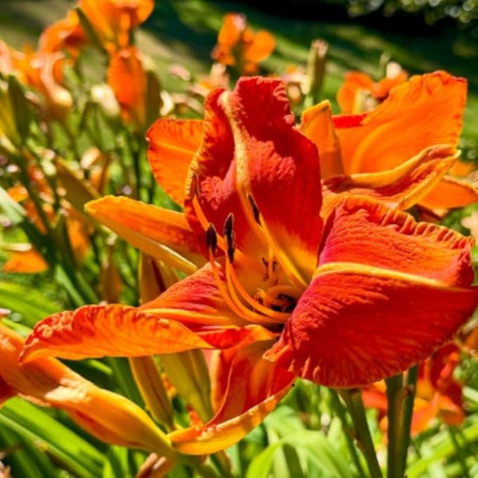 3 Red Orange Daylily Bulbs for Planting, Reblooming Daylilies Roots, Hardy Perennial Flowers Bulbs, Gardens and Borders Planting