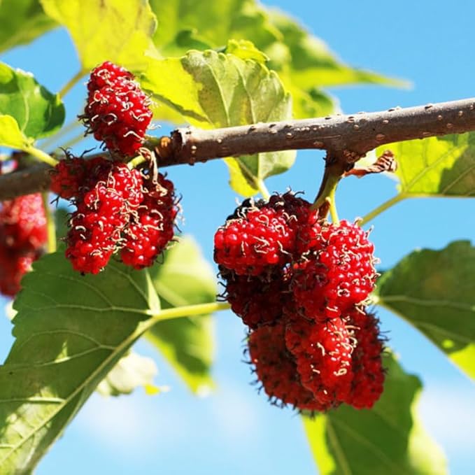 Mulberry Tree Live Plant, 5 to 8 Inch Tall, Sweet Mulberry Plant Live Seedling, No Pot, Edible Mulberries Fruit Tree Plant (Red Mulberry)