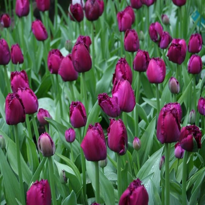 Curly Sue Fringed Tulip Flower Bulbs - 10 Bulbs per Pack - Good as Cut Flowers - Easy to Grow Live Plants - Outdoor Garden