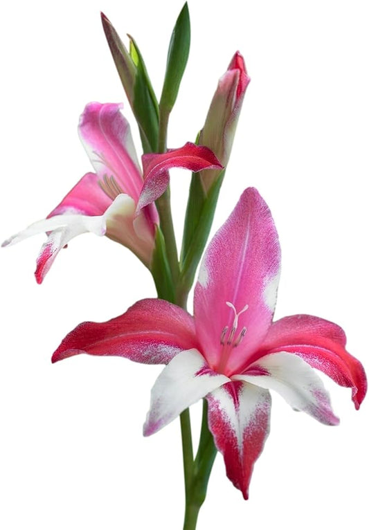 Easy to Grow Hardy Gladiolus 'Galaxian' Plant Bulbs (10 Pack) - Pink & White Flowering Blooms in Spring to Summer Gardens