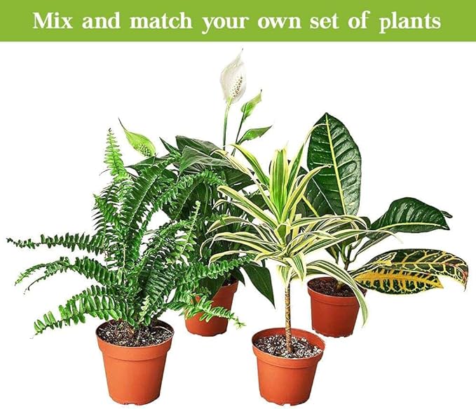 Schefflera Arboricola Live Plant for Indoor | Different Houseplants in 3'' Pot | Real House Plant for Living Room, Office, Desk & Bathroom | Dwarf Umbrella Tree