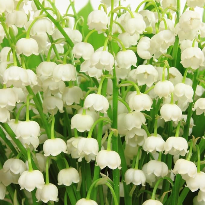 10 Large Lily of The Valley Roots for Planting, Perennial Sweet Fragrant White Flower, Zones 2 to 9, Cold Hardy