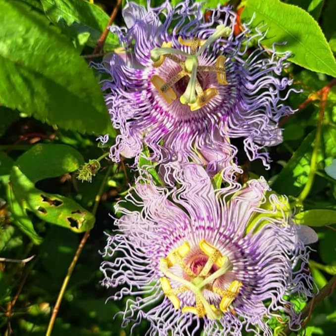 Passion Flower Plant Live, 5 to 8 Inch Tall Passiflora Vine, Fragrant Climbing Plant for Garden or Trellis, No Pot, Well-Rooted (Light Purple Passion Flower)