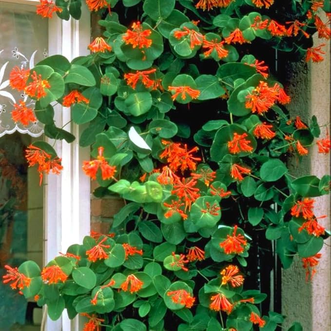 Dropmore Scarlet Climbing Honeysuckle Plant Live, Fragrant Honeysuckle Plants Vine Bushes in 2.5 Inch Pot