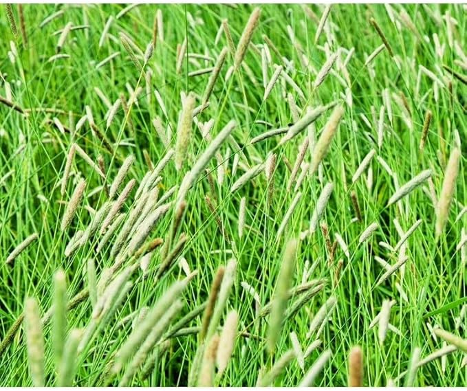 Climax Timothy Grass Seeds, 5 Pounds Pack by Seeds2Go