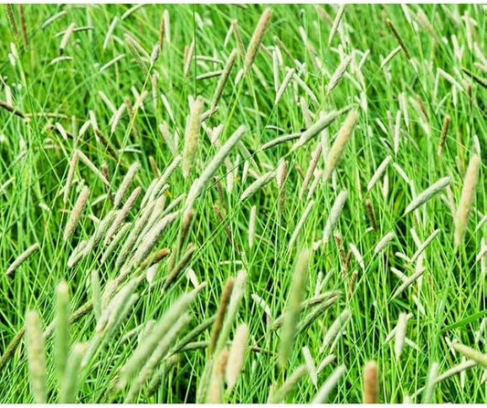 Climax Timothy Grass Seeds, 5 Pounds Pack by Seeds2Go