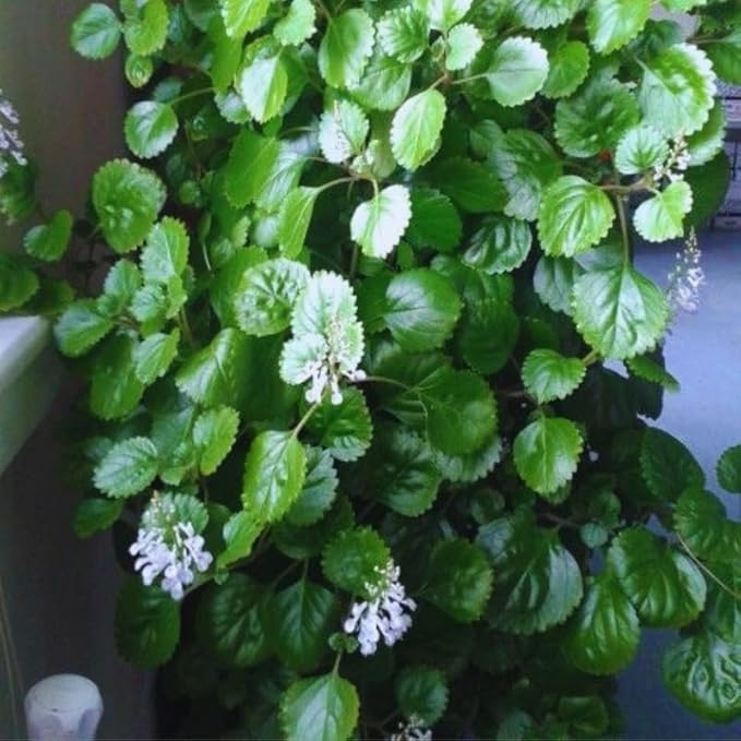 4 Swedish Ivy Plants Live House Plants, Plectranthus Plant for Gardening, 4 to 6 Inc Tall Live Plant