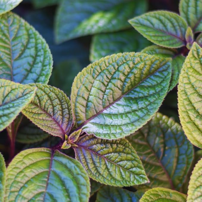 Purple Swedish Ivy Live Plants in 4'' Pot, Hardy Ivy Vine Plant for Trellis, Ground Cover, Live Indoor Houseplants
