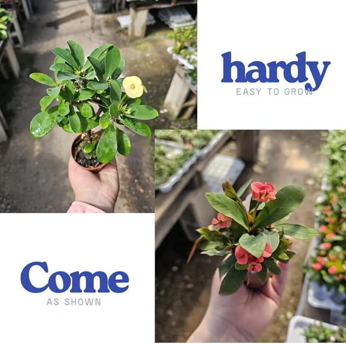 Pink Crown of Thorns Plant Live in Pot, Euphorbia Milii Live Plants Very Hardy Houseplant Home Decoration, Year Round Blooming