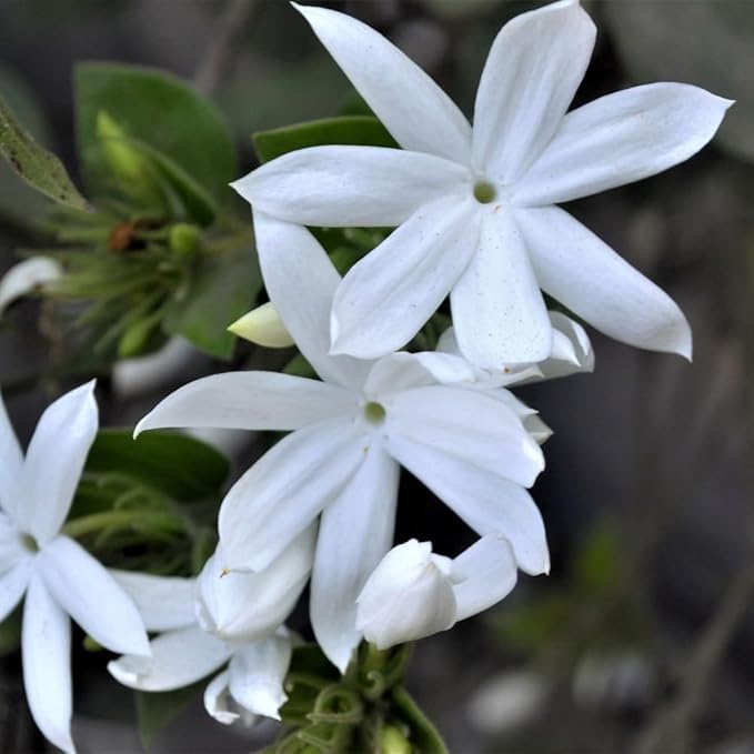 Jasmine Plant, Fragrant Jasmine Flower Vine 4-8 Inches Well Rooted for Container, Hanging Basket Growing (White)