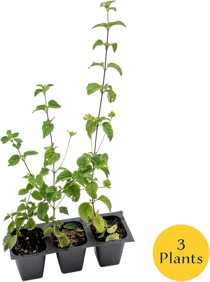 3 Lavender Lantana in 2.5” Nursery Cubes (Lantana montevidensis) | Trailing Live Evergreen Shrub for Containers & Landscapes | Ready-to-Plant Live Starter Plants