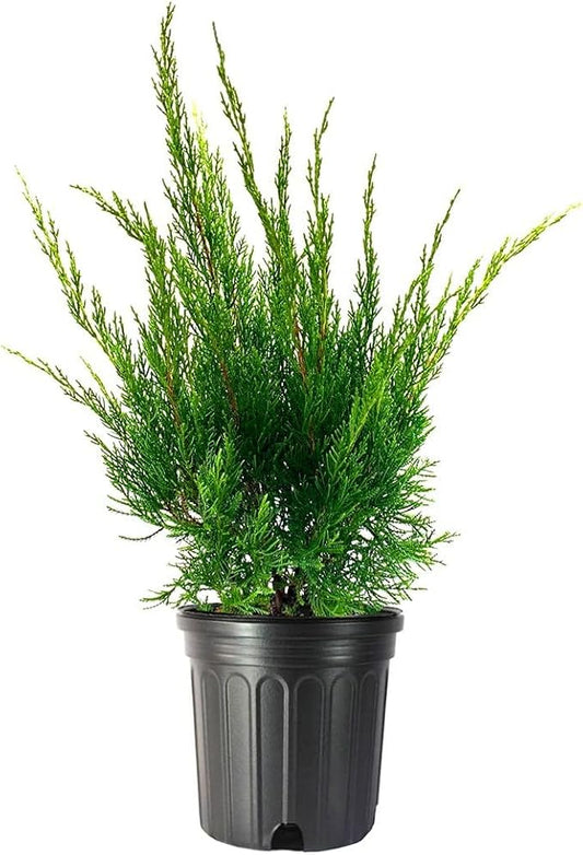 Sea Green Juniper - 2 Live Gallon Size Plants - Juniperus Chinensis - Drought Tolerant Cold Hardy Evergreen Border Screening Shrub