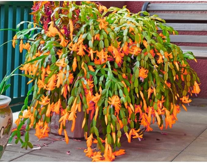2 Orange Christmas Cactus Plants Live, True Thanksgiving Cactus Live Size 6-9" Inches Tall, Ready to Blooms, Holiday Houseplant, Cold Hardy, Bloom in Winter