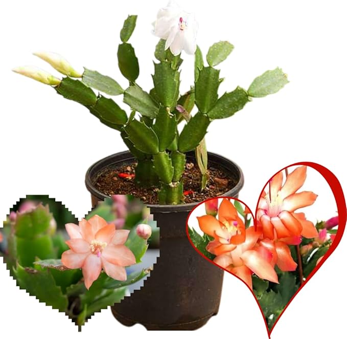True Thanksgiving Cactus Plant Live in 4" Pot, Ready to Bloom, Holiday Christmas Cactus Plants Live, Vibrant Blooms (Red Orange)