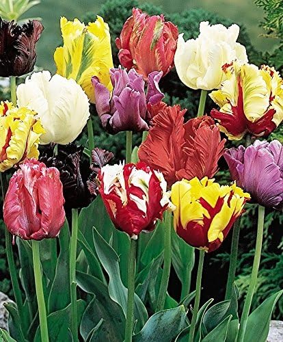 10 Parrot Mix Tulip Bulbs - Tulipa Parrot