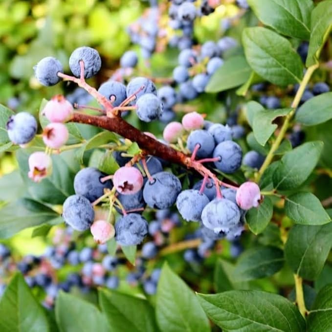 Sharpblue Blueberry Plant Live for Planting, 4-8 Inch Tall Starter Plant, Hardy Blueberry Bush for Garden or Patio