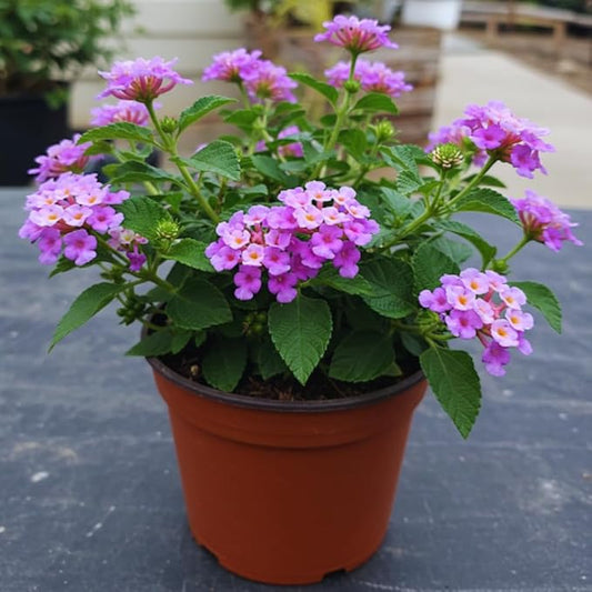 2 Trailing Lantana Plants Live, Lantana Live Plants for Planting Outdoors Between 5 and 7 Inc Long Garden (Purple)