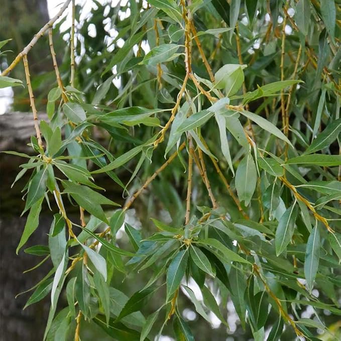 Weeping Willow Tree – 1 Gallon Potted – Fast-Growing Shade Tree | Arbor Day Foundation (Due to Agricultural Laws, Unavailable to CA, CT or AZ)