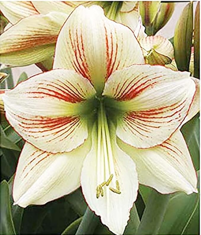 Moon Scene Amaryllis | Red Stripes on Cream Flower | Bare Root Bulb | Beautiful Amaryllis for Indoor & Outdoor Planting | Unique Floral Display