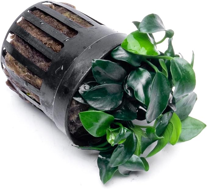SubstrateSource Anubias Live Aquarium Plants - Potted Freshwater Plant for Fish Tanks, Terrariums - Beginner Friendly Low Light (Nana Petite, 5 Pots)
