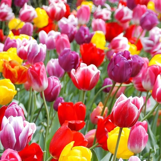 50-Pack Bulk Mixed Tulips Flower Bulbs - 50 Bulbs per Pack - Good as Cut Flowers - Perennializing - Easy to Grow Live Plants - Outdoor Garden - Pack of Colorful Spring Blooms – Fall Planting