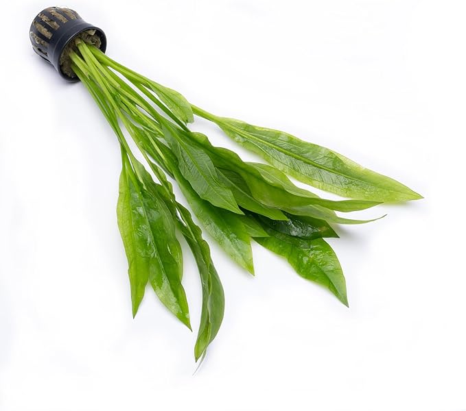 SubstrateSource Amazon Sword Echinodorus Bleheri Live Plant for Freshwater Aquariums, Natural Fish Tank Decorations, and Aquatic Decor (5 Pots (10-15 Plants))