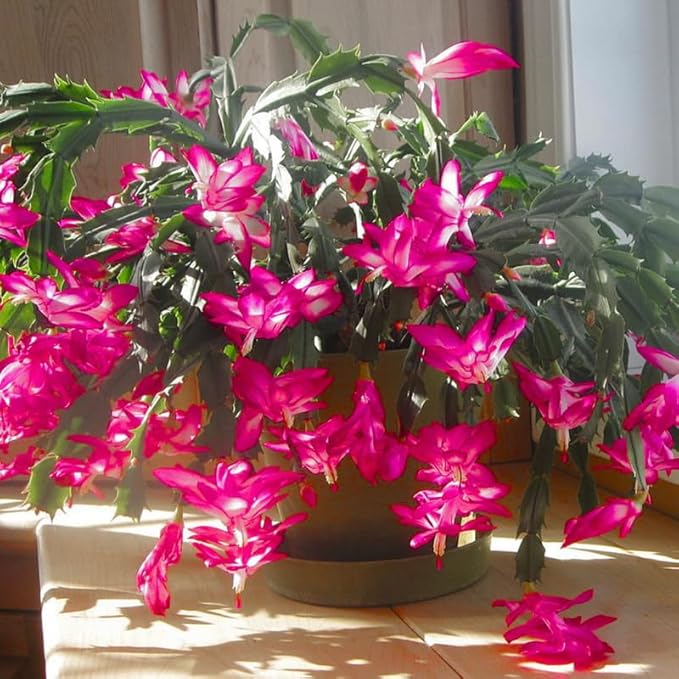 Christmas Cactus Plants Live, Thanksgiving Cactus Easter Cactus Like, 4-8 Inc Tall, Cold Hardy, Holiday Cactus for Indoor Outdoor Planting, Starter Size (Pink)