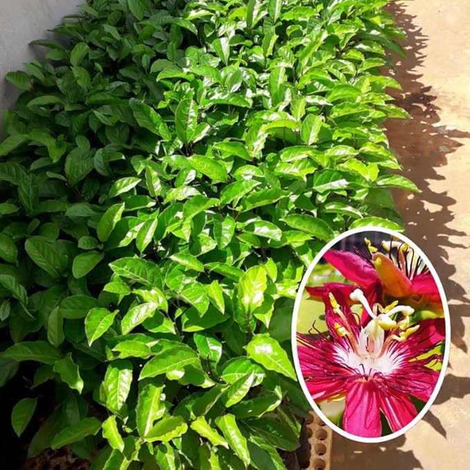 Passion Flower Plant Live, 5 to 8 Inch Tall Passiflora Vine, Fragrant Climbing Plant for Garden or Trellis, No Pot, Well-Rooted (Burgundy Red Passion Flower)