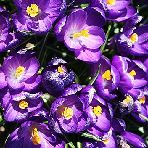 Ruby Giant Species Crocus Flower Bulbs - 25 Bulbs per Pack - Attracts Butterflies and Hummingbirds - Deer Resistant - Naturalizing - Perennializing